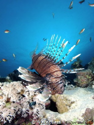 Lion fish by Walter Bassi 